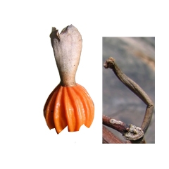 Creation of Seed Dance: Step 3